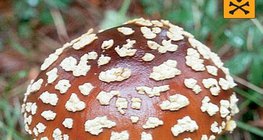 Червена мухоморка