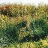 Територия, обитавана от морски орел