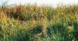 Територия, обитавана от морски орел