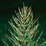 Полски хвощ