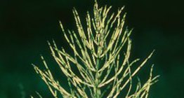 Полски хвощ