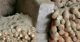 Съхранение на кореноплодни култури