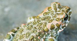 Зелена крастава жаба