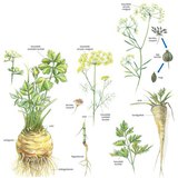 A sárgarépa rokonai