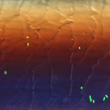 Флуоресцентни бактерии (E.coli), разположени на един косъм