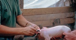 Ветеринар по време на работа