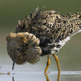 Бойник (птица)