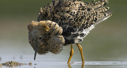 Бойник (птица)