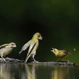 European greenfinch and Yellowhammer