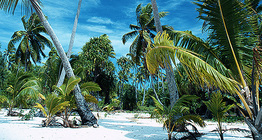 Палми на тропически остров