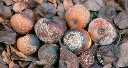 Ябълка, круша и слива, поразени от монилия