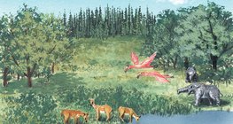 Животът през миоцена