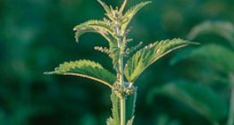 Обикновена коприва