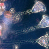 Вортицела (сладководно едноклетъчно)