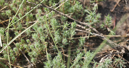 Едногодишна камфорка