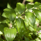 Момкова сълза