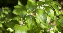 Момкова сълза