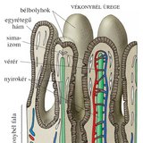 A bélbolyhok felépítése és működése