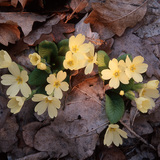 Безстъблена иглика