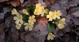 Безстъблена иглика