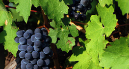 Грозде