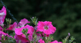 петуния растителна