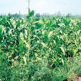 Царевична нива