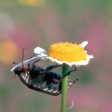 Ядящ майски бръмбар