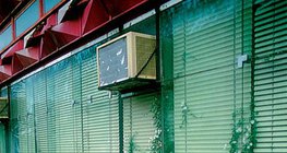 Растения, живеещи между камъни и бетонни пукнатини