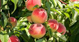 Дърво с праскови