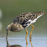 Бойник (птица)