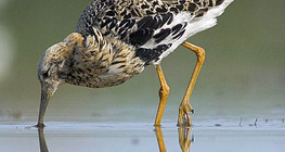 Бойник (птица)