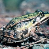 Зелена водна жаба