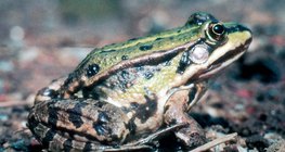 Зелена водна жаба