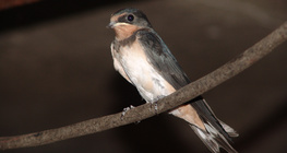 Градска лястовица