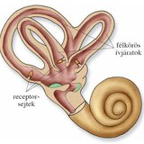 Az egyensúlyérző szerv a belső fülben