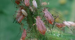 Листни въшки