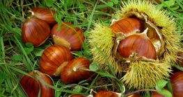 Сладък кестен