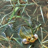 Зелена водна жаба