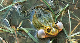 Зелена водна жаба