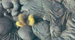 Втвърдена лава