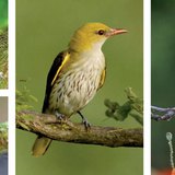 Állatok a szőlőhegyen: Zöld gyík · Hangya · Sárgarigó (tojó) · Búbosbanka. Mutasd be az egyik állatot!