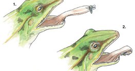 Лепкавият език на жабата