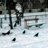 Врани