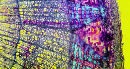 Напречен разрез на стъбло на липа (оцветен, на цветен фон)