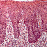 Напречен разрез на език (човек)