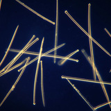 Скелетни спикули на гъба (Suberites domuncula)