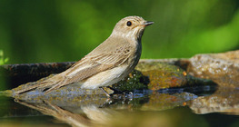 Сива мухоловка