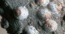 Щитоносни въшки