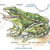 A kecskebéka testfelépítése